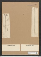 Nitzschia lorenziana Grun. (de-Toni-Nr.: Genus 47, Species 2150) Zeichnungen Sammlung Grunow Nr. 4335 (NHMW-BOT-W0372370)